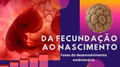 embriologia humana